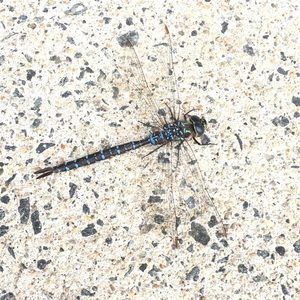 Meet your Posher, Diana